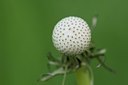 BUITEN BEELD Foto: 168531