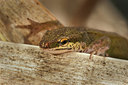 BUITEN BEELD Foto: 168674