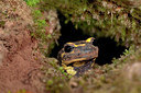 BUITEN BEELD Foto: 168720
