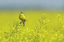 BUITEN BEELD Foto: 168788