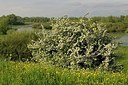 BUITEN BEELD Foto: 168811