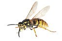BUITEN BEELD Foto: 168949