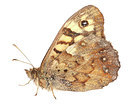 BUITEN BEELD Foto: 168960