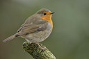 BUITEN BEELD Foto: 16121