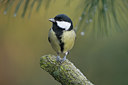 BUITEN BEELD Foto: 16137