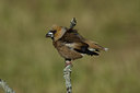 BUITEN BEELD Foto: 16264