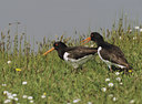 BUITEN BEELD Foto: 16311