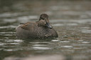 BUITEN BEELD Foto: 16317