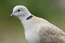 BUITEN BEELD Foto: 16361