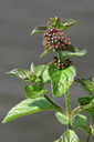BUITEN BEELD Foto: 16502