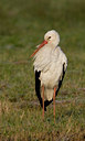 BUITEN BEELD Foto: 16613