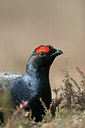 BUITEN BEELD Foto: 16718