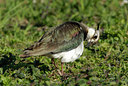 BUITEN BEELD Foto: 16747