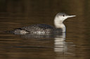 BUITEN BEELD Foto: 16829