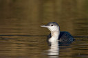 BUITEN BEELD Foto: 16830
