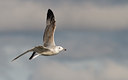 BUITEN BEELD Foto: 16924
