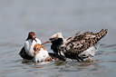 BUITEN BEELD Foto: 169082