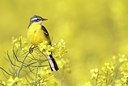 BUITEN BEELD Foto: 169340