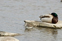 BUITEN BEELD Foto: 169514