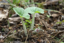 BUITEN BEELD Foto: 169525