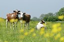 BUITEN BEELD Foto: 169607