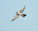 BUITEN BEELD Foto: 169611