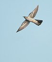 BUITEN BEELD Foto: 169612