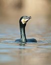 BUITEN BEELD Foto: 169614