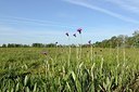 BUITEN BEELD Foto: 169676