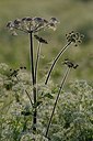 BUITEN BEELD Foto: 169729