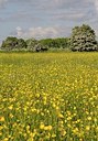 BUITEN BEELD Foto: 169739