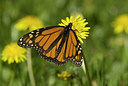 BUITEN BEELD Foto: 169794