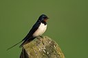 BUITEN BEELD Foto: 169877