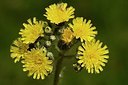 BUITEN BEELD Foto: 170203