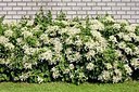 BUITEN BEELD Foto: 170281