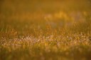 BUITEN BEELD Foto: 170802