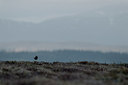 BUITEN BEELD Foto: 170899