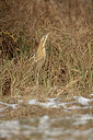 BUITEN BEELD Foto: 170913