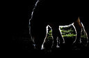 BUITEN BEELD Foto: 170916