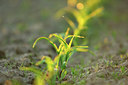BUITEN BEELD Foto: 170948