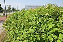 BUITEN BEELD Foto: 171329