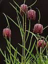 BUITEN BEELD Foto: 171373