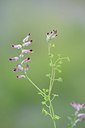 BUITEN BEELD Foto: 171427