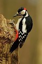 BUITEN BEELD Foto: 171534