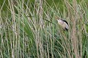 BUITEN BEELD Foto: 171640