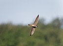BUITEN BEELD Foto: 171736