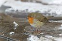 BUITEN BEELD Foto: 171768