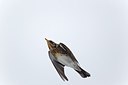 BUITEN BEELD Foto: 171771
