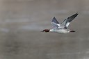 BUITEN BEELD Foto: 171787