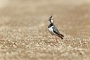 BUITEN BEELD Foto: 171844